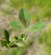 Image de Trifolium glomeratum L.