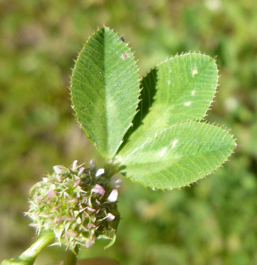 Image de Trifolium glomeratum L.