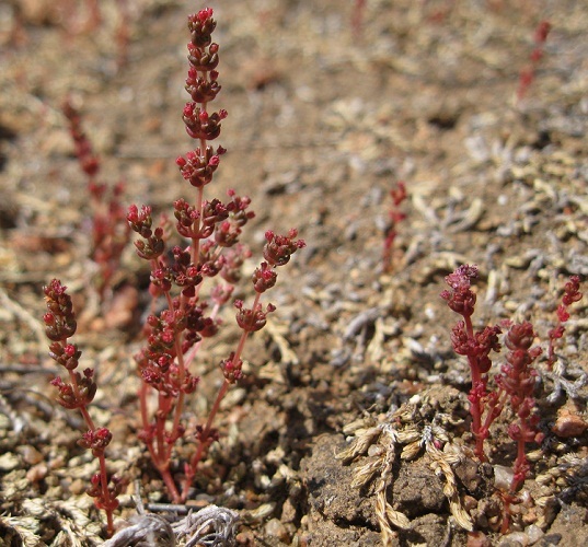 Слика од Crassula connata (Ruiz & Pav.) A. Berger