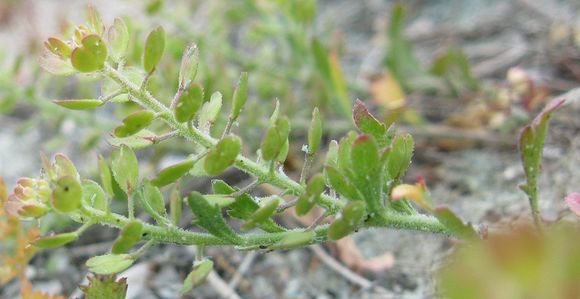 Image of veiny pepperweed