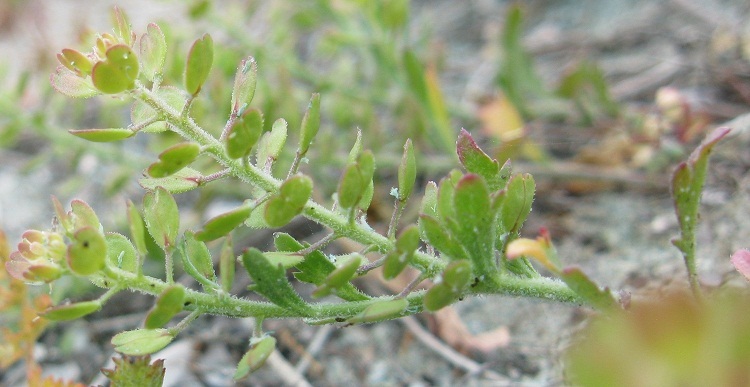 Sivun Lepidium oblongum Small kuva