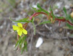 Image of Lewis' evening primrose