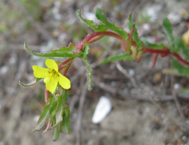 Image of Lewis' evening primrose