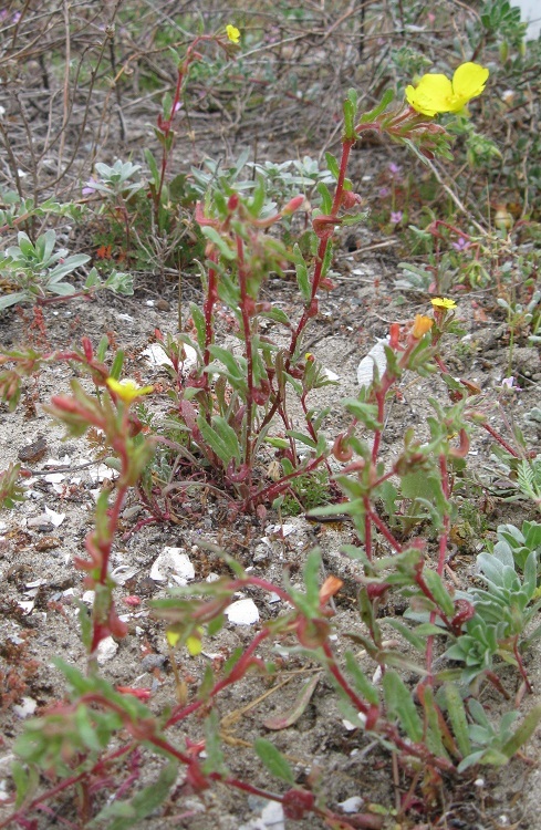 Image of Lewis' evening primrose