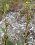 Image of Lewis' evening primrose