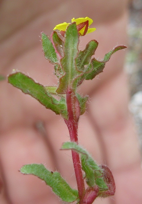 Image of Lewis' evening primrose