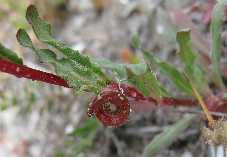 Image of Lewis' evening primrose