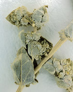 Image of silverscale saltbush