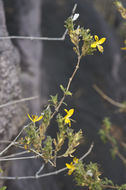 Tetramerium glandulosum Oerst. resmi