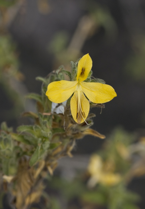 Tetramerium glandulosum Oerst. resmi