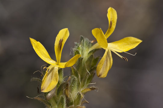 Tetramerium glandulosum Oerst. resmi