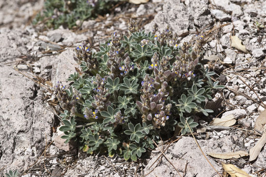 Image of Huachuca Mountain lupine