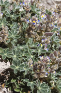 Image of Huachuca Mountain lupine