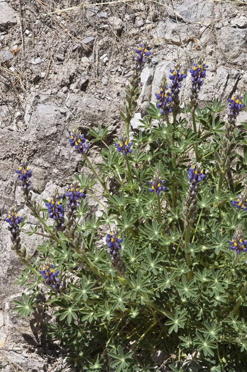 Image of New Mexico lupine