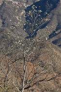 Слика од Cordia sonorae N. E. Rose