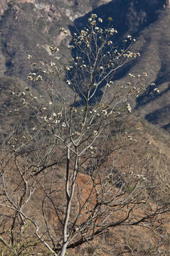 Imagem de Cordia sonorae N. E. Rose