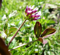 Image of Trifolium variegatum var. variegatum