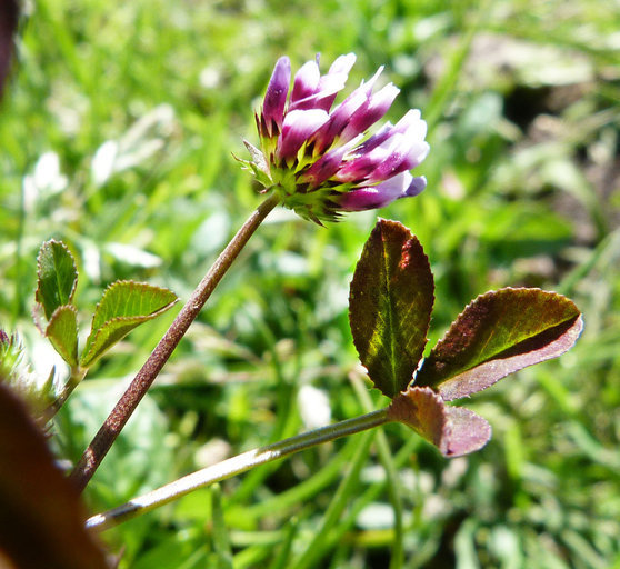Sivun Trifolium variegatum var. variegatum kuva