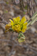 Image of Cylindropuntia thurberi (Engelm.) F. M. Knuth