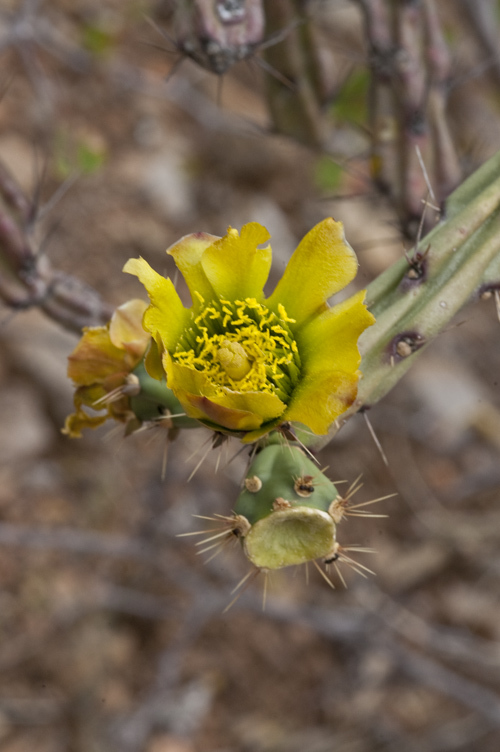 Image of Cylindropuntia thurberi (Engelm.) F. M. Knuth