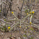 Imagem de Cylindropuntia thurberi (Engelm.) F. M. Knuth