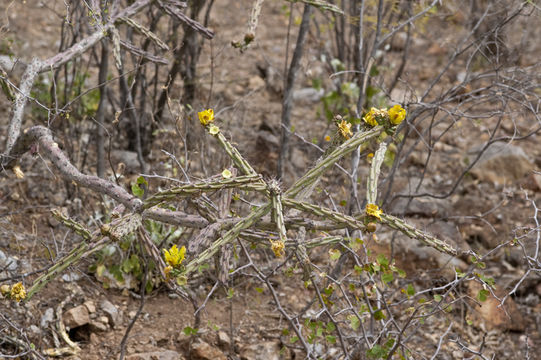 Image of Cylindropuntia thurberi (Engelm.) F. M. Knuth