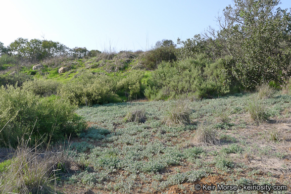 Image of San Diego ambrosia