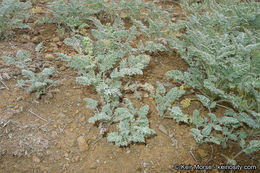 Image of San Diego ambrosia