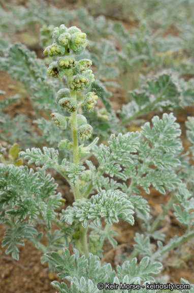 Image of San Diego ambrosia