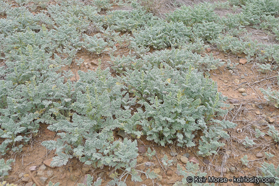 Image of San Diego ambrosia