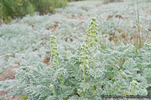 Image of San Diego ambrosia