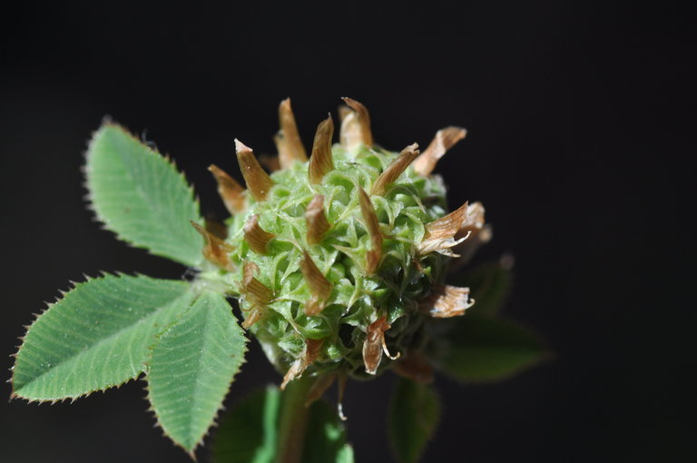 Image de Trifolium glomeratum L.