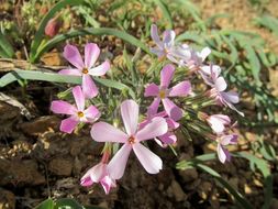 Phlox longifolia Nutt. resmi