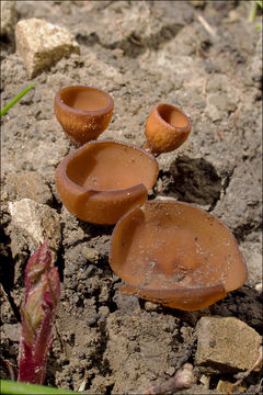 Image of Dumontinia tuberosa (Bull.) L. M. Kohn 1979