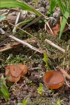 Image of Dumontinia tuberosa (Bull.) L. M. Kohn 1979