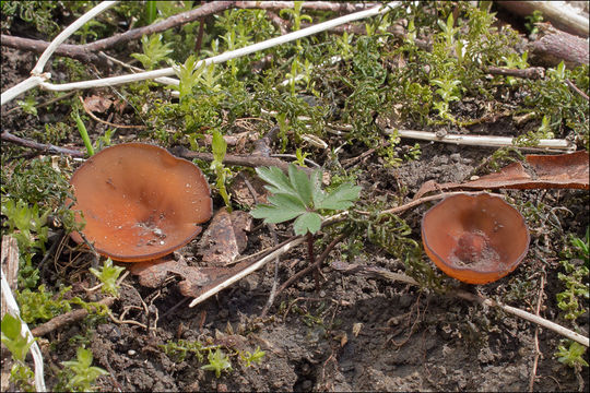 Слика од Dumontinia tuberosa (Bull.) L. M. Kohn 1979