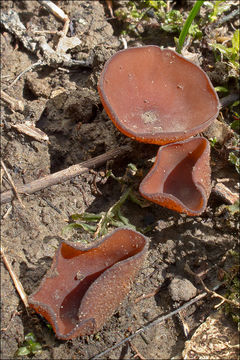 Слика од Dumontinia tuberosa (Bull.) L. M. Kohn 1979