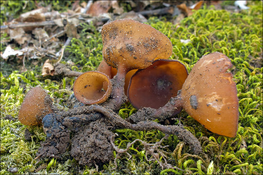 Plancia ëd Dumontinia tuberosa (Bull.) L. M. Kohn 1979