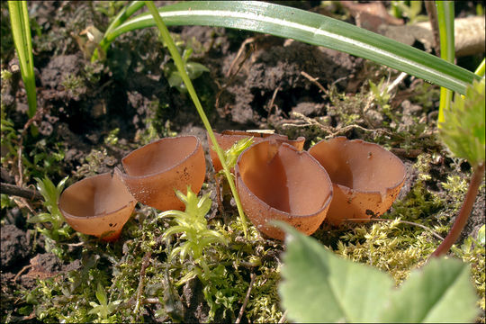 Plancia ëd Dumontinia tuberosa (Bull.) L. M. Kohn 1979