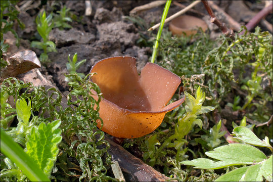 Image of Dumontinia tuberosa (Bull.) L. M. Kohn 1979