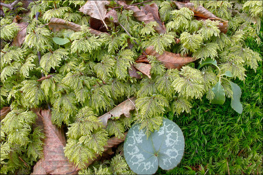 Image of splendid feather moss