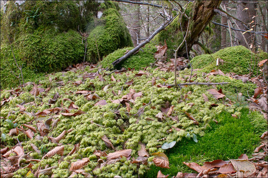 Image of splendid feather moss