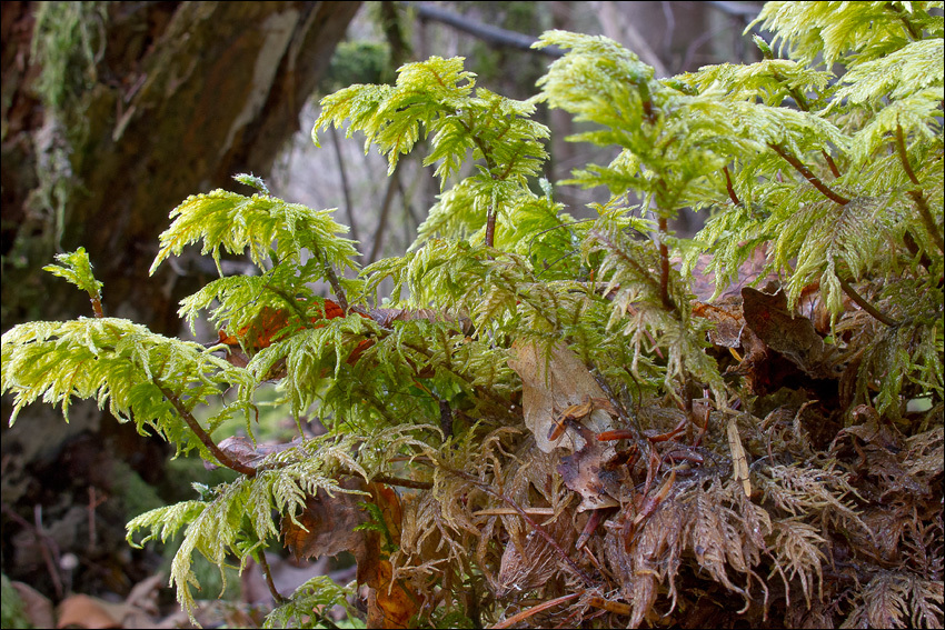 Image of splendid feather moss