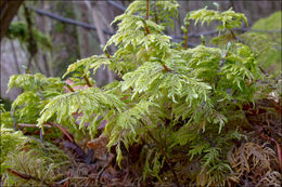 Image of splendid feather moss