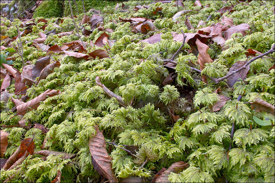 Image of splendid feather moss