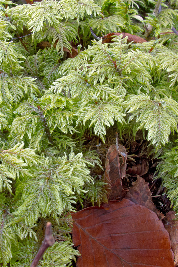 Image of splendid feather moss