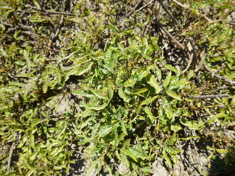 Image of Pacific poison oak