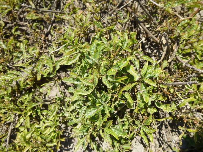 Image of Pacific poison oak