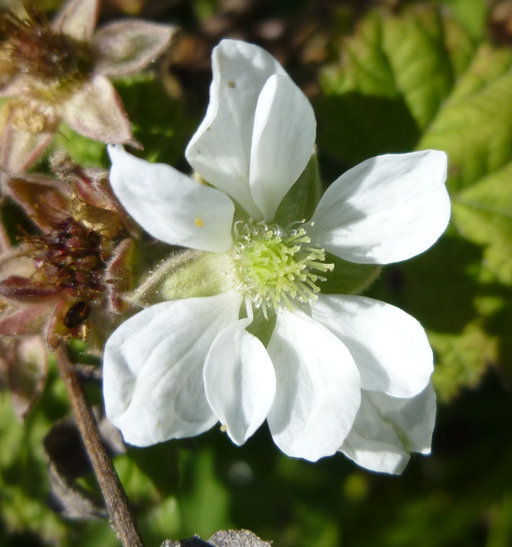 Image of California blackberry