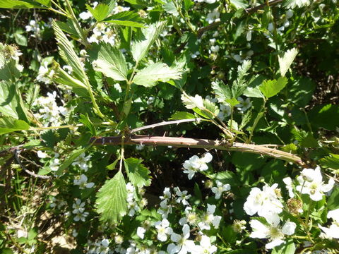 صورة Rubus pubifolius L. H. Bailey